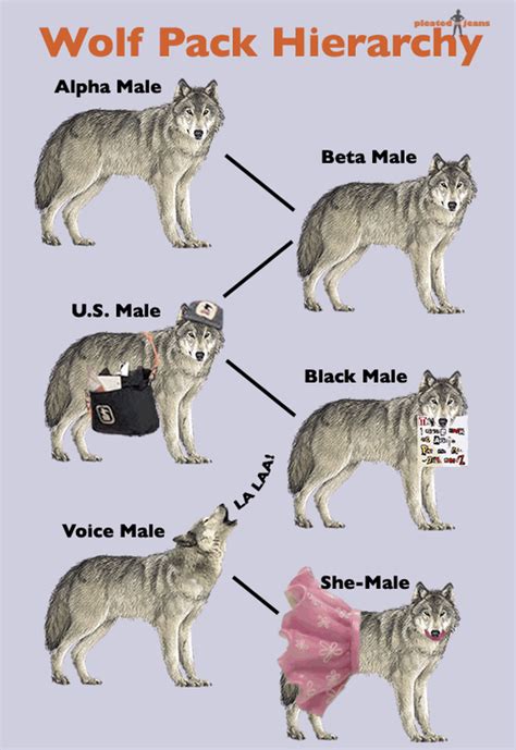 is alpha beta omega wolf pack fake|wolf pack mythology.